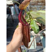 Cây Nắp Ấm Miranda Giống Cho Ấm To, Cây Bắt Mồi, Cây Ăn Thịt Trang Trí Ban Công Sân Vườn Decor Quán Cafe Dễ Trồng