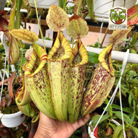 Cây nắp ấm Nepenthes Dyeriana, cây bắt mồi, cây ăn thịt trang trí nhà cửa bắt côn trùng