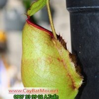 cây nắp ấm N.x kuchingensis green hot lip