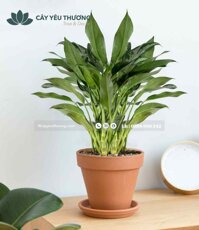 Cây ngân hậu cây để bàn phong thuỷ giá rẻ