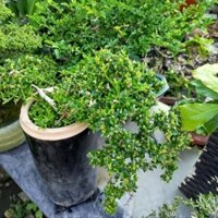 Cây Ngâu Bonsai ( cây bonsai đẹp)