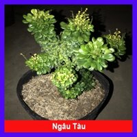 Cây Ngâu Tàu bonsai - cây cảnh để bàn - caykiengsadec