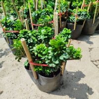 Cây Ngâu Tàu Hoa Vàng ( Bonsai) Lớn