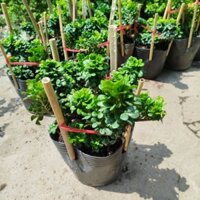 Cây Ngâu Tàu Hoa Vàng ( Bonsai) Lớn