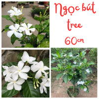 Cây NGỌC BÚT size to thân TRee, bầu 60cm lá xanh khỏe hoa ra nhiều quanh năm