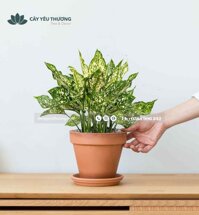 Cây ngọc ngân cây để bàn phong thuỷ giá rẻ