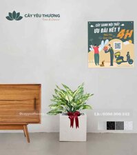 Cây ngọc ngân cây phong thủy tặng khai trương giá rẻ