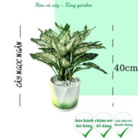 Cây Ngọc Ngân (cây Valentine) kèm chậu sứ tráng men, Cao 40cm, mang phong thủy tốt