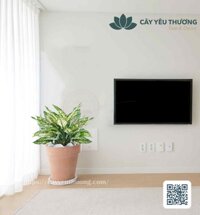 Cây ngọc ngân Chậu đất nung trồng cây loại lớn