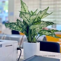 Cây ngọc ngân chậu sứ trụ men trắng thanh lọc không khí, dễ chăm sóc