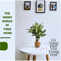 Cây Ngọc Ngân Thuỷ Sinh Kèm Chậu Thuỷ Tinh - Cô Nông Dân Yêu Trồng Trọt