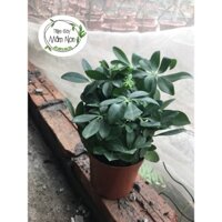 Cây Ngũ Gia Bì- ảnh Tiệm chụp 100%- Tiệm Cây mầm non
