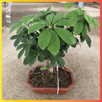 Cây ngũ gia bì bonsai mini, chiều cao 20-25cm gốc to khỏe tán lá đẹp có mùi thơm dễ chịu