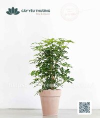 Cây ngũ gia bì Chậu đất nung trồng cây loại lớn
