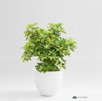 Cây ngũ gia bì | chậu men (sứ) bầu lớn