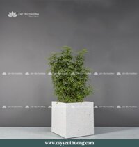 Cây ngũ gia bì gốc lớn - Chậu Trồng Cây Cỡ Lớn