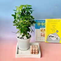 Cây ngũ gia bì thân gỗ - cây trang trí nhà và nội thất cao 25-30cm