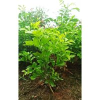 CÂY NGUYỆT QUẾ GIỐNG ĐỂ BON SAI CÂY NHƯ HÌNH ( TRỪ HÌNH 1).