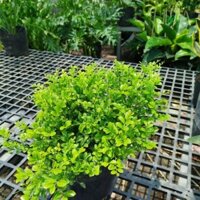 Cây Nguyệt Quế Lá Nhỏ ( hàng đẹp)