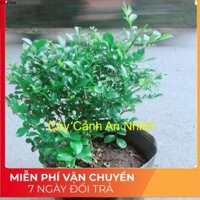 Cây Nguyệt Quế Lá Nhỏ