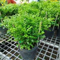 Cây Nguyệt Quế Lá Nhỏ