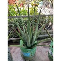 cây nha đam mỹ. cây trồng trên 1 năm tuổi. nặng 2,8->3,2kg