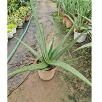 Cây nha đam Mỹ Lô hội trồng sân vườn làm đẹp thu hoạch ăn luôn