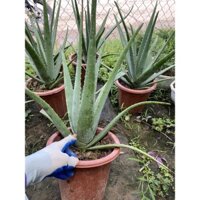 Cây nha đam mỹ loại to (cây lô hội)