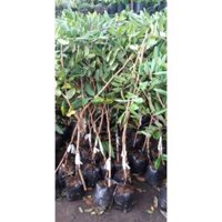 Cây nhãn xuồng cơm vàng hạt tiêu