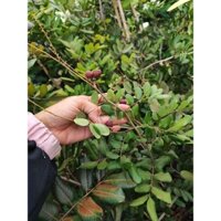 Cây 🌲 Nhãn xuồng tím 1m6 đang trái