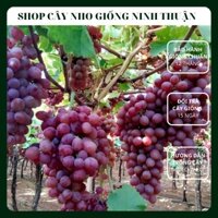 Cây Nho Đỏ Giống Nho Không Hạt Scarlotta Seedless