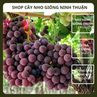 Cây Nho Đỏ Không Hạt Giống Nho Scarlotta Seedless của Úc