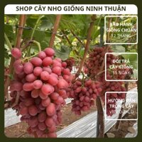 Cây Nho Đỏ Không Hạt Giống Nho Crimson Seedless của Úc