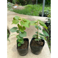 Cây Nho Giống Bailey Giống ghép kháng bệnh cao đậu quả tốt