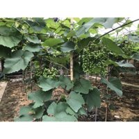 Cây nho giống Bailey thân dây leo giàn trồng chậu
