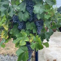 Cây Nho Giống Hạ Đen Không Hạt ( cây rất dễ trồng)