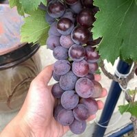 Cây Nho Giống Hạ Đen Không Hạt ( cây rất dễ trồng)