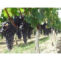 Cây Nho Giống Hạ Đen Không Hạt. ( giống  cây ghép siêu sớm)