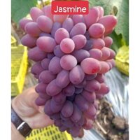 Cây nho giống Jasmine rễ trần- giống nho không hạt, vỏ mỏng, kháng bệnh rất tốt, năng suất cao