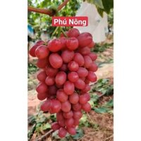 Cây nho giống Kim Cương rễ trần- giống nho không hạt, giòn ngọt, sinh trưởng mạnh- Bảo hành bao sống
