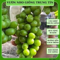 Cây Nho Giống Mẫu Đơn Nho Sữa Không Hạt ( Có Video Hướng Dẫn) Nho Giống Ninh Thuận