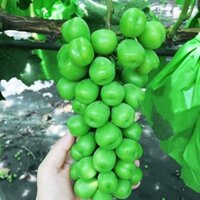Cây Nho Giống Mẫu Đơn Shine Muscat (xuất xứ từ Nhật Bản,)