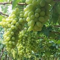 Cây Nho Giống Mẫu Đơn Shine Muscat.( giống siêu sớm trái) CAM KẾT GIỐNG CHUẨN F1