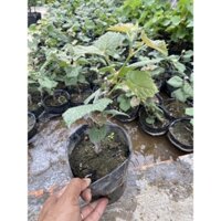 Cây Nho Giống Mẫu Đơn Shine Muscat.( giống siêu sớm trái) (sản phẩm có bảo hành)