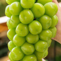 Cây Nho Giống Mẫu Đơn Shine Muscat (xuất xứ từ Nhật Bản,)( CÂY GIỐNG BẮC TRUNG NAM)