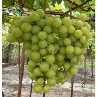 Cây Nho Giống Mẫu Đơn Shine Muscat.( giống siêu sớm trái)