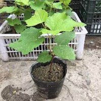 Cây Nho Giống Muscat Bailey,( cây sinh trưởng tốt dễ trồng) SP có bảo hành