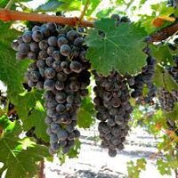 Cây Nho Giống Muscat Bailey,( cây sinh trưởng tốt dễ trồng) ( sản phảm có bảo hành bao đổi trả)