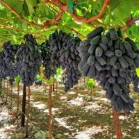 Cây Nho Giống Ngón Tay Đen Không Hạt (Giống Chuẩn) (có bảo hành được khiểm hàng)