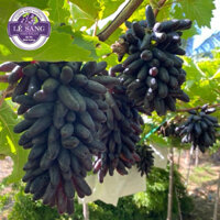 Cây Nho Giống Ngón Tay Đen Không Hạt. Mua 2 cây trở lên Tặng kèm Phân.